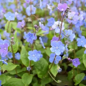 Omphalodes cappadocica 'Cherry Ingram' ---